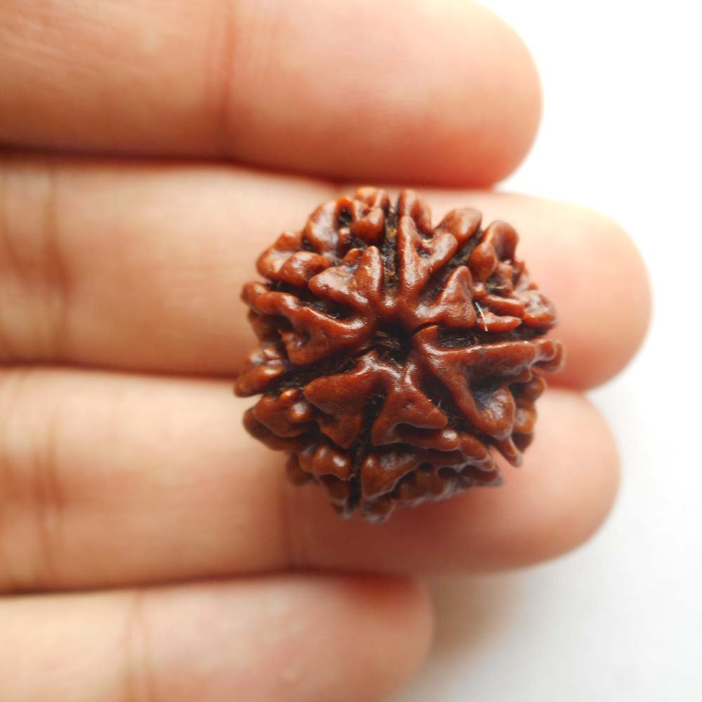 Rudraksha